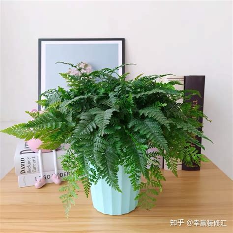 适合室内的植物|20种适合养在室内的家居绿植，让你的家美美的！